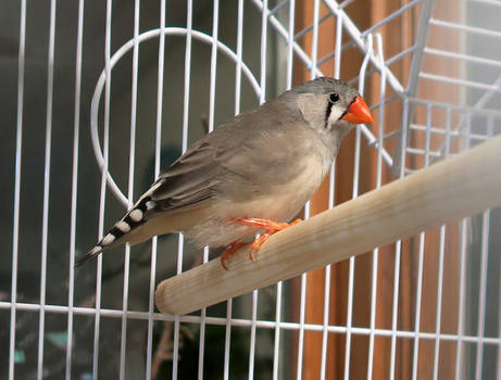 Zebra Finch