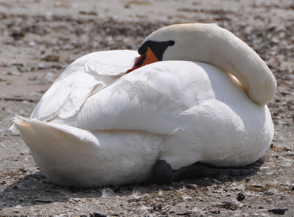The Sleeping Swans >> Sleeping Swan By Brokenstone2 On Deviantart The Sleeping Swans >> Sleeping Swan By Brokenstone2 On Deviantart