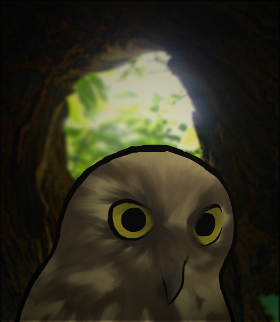 Owl