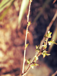 thin to leaf