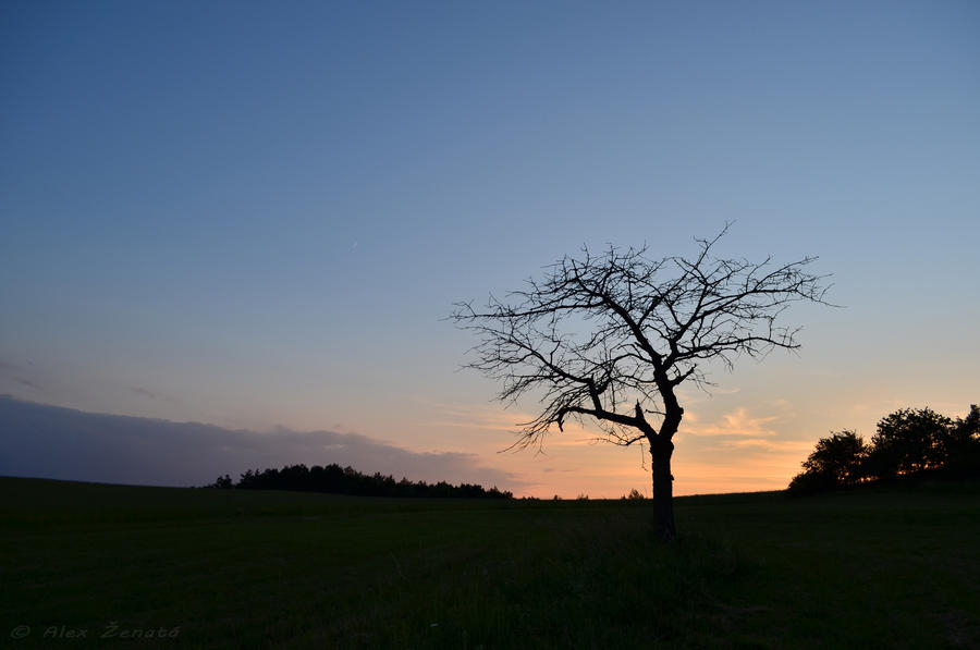 Alone Tree