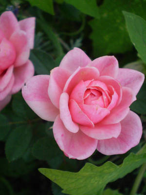 Little pink rose