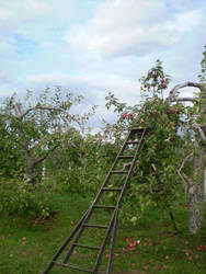 Orchard 04