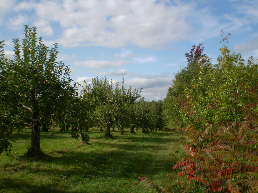 Orchard 12