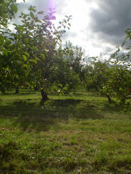 Orchard 14