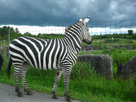 Zebra