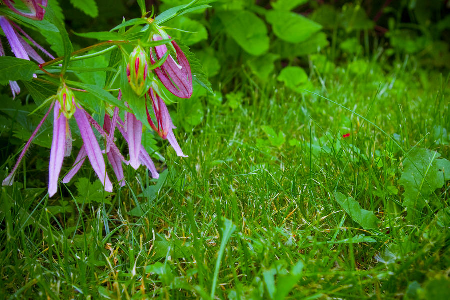 Grass and flowers