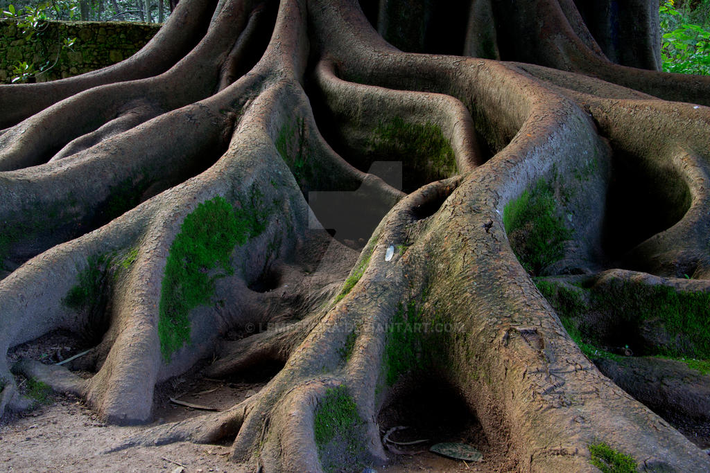 Doob Roots Roots by lfmpereira on DeviantArt