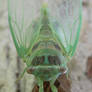 Baby Cicada I