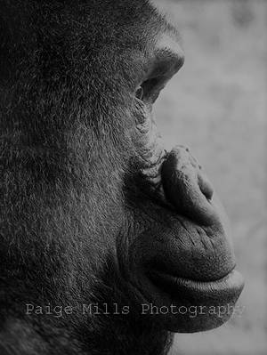 Gorilla I In B/W by PaigeMillsArt Gorilla I In B/W by PaigeMillsArt