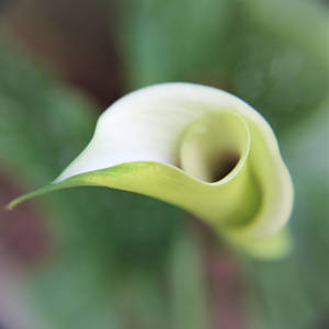 Green Swirl by PaigeMillsArt Green Swirl by PaigeMillsArt