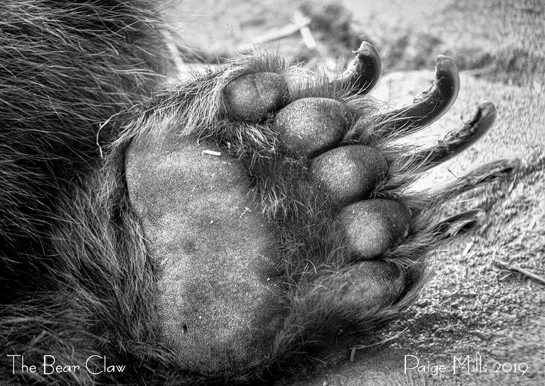 The Bear Claw by PaigeMillsArt