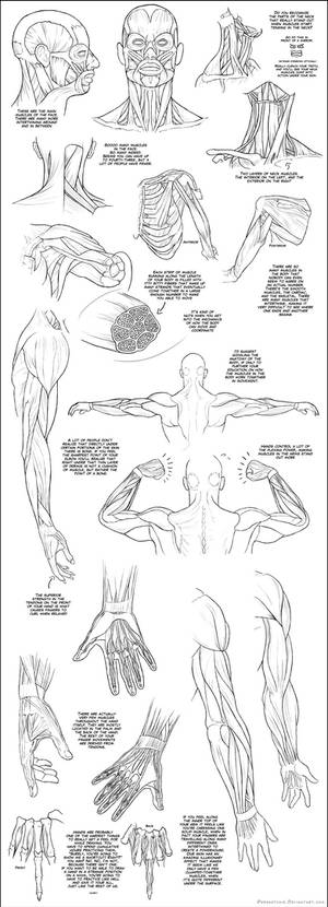 Upper Body Muscle Tutorial