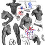 Anatomy studies 2