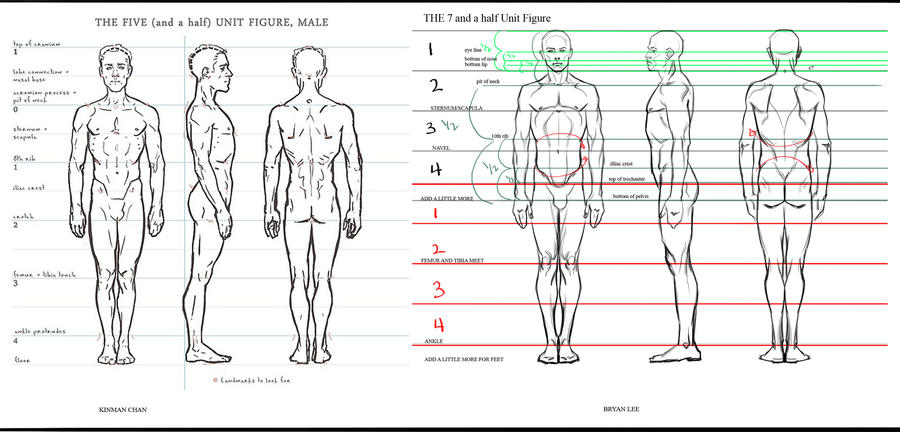 Key Poses Proportion Proportion systems by FUNKYMONKEY1945 on DeviantArt