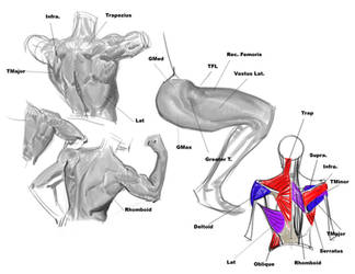 Some flow/anatomy studies 2