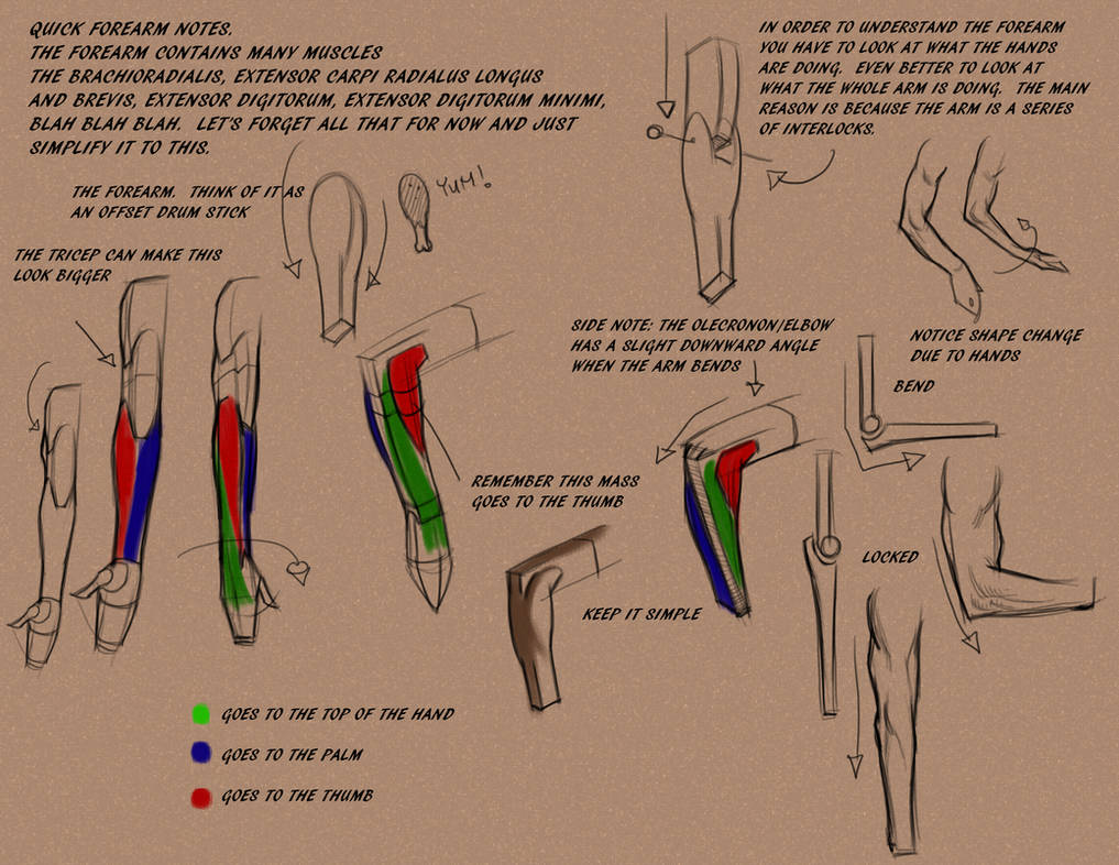 Intro to the forearm by FUNKYMONKEY1945