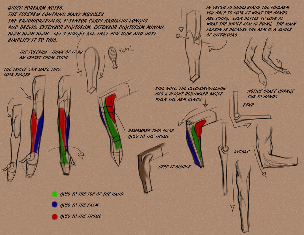 Intro to the forearm by FUNKYMONKEY1945