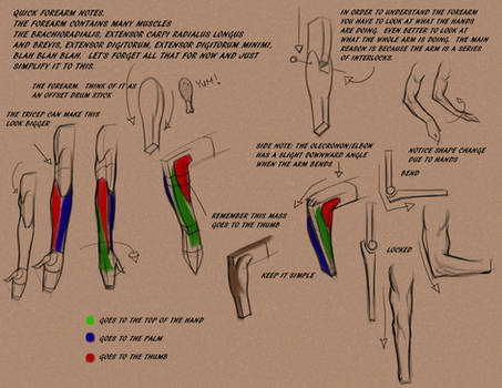 Intro to the forearm
