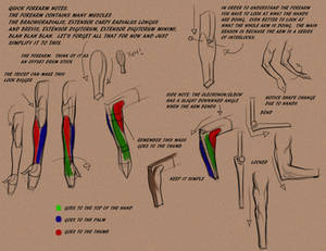 Intro to the forearm