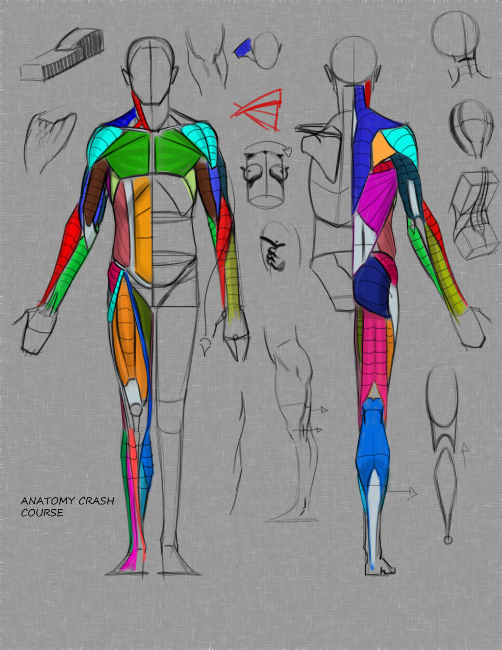 Anatomy Crash Course by FUNKYMONKEY1945