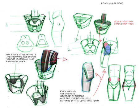 Pelvis Notes Sculptural Anatomy Class