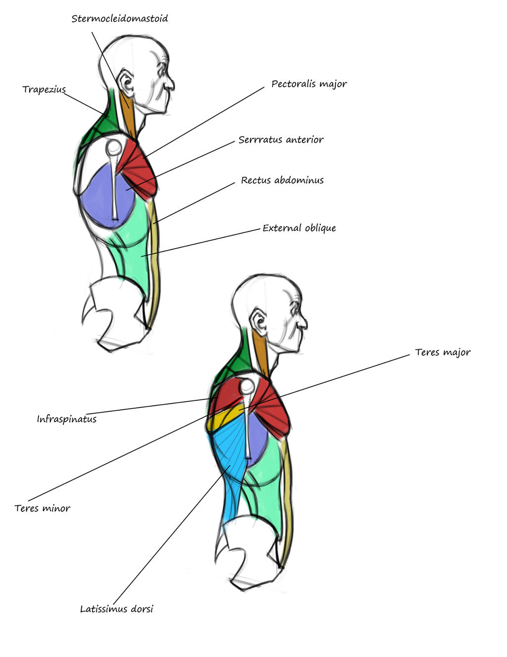 Notes for my Sculptural Anatomy Class2