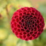 Red dahlia