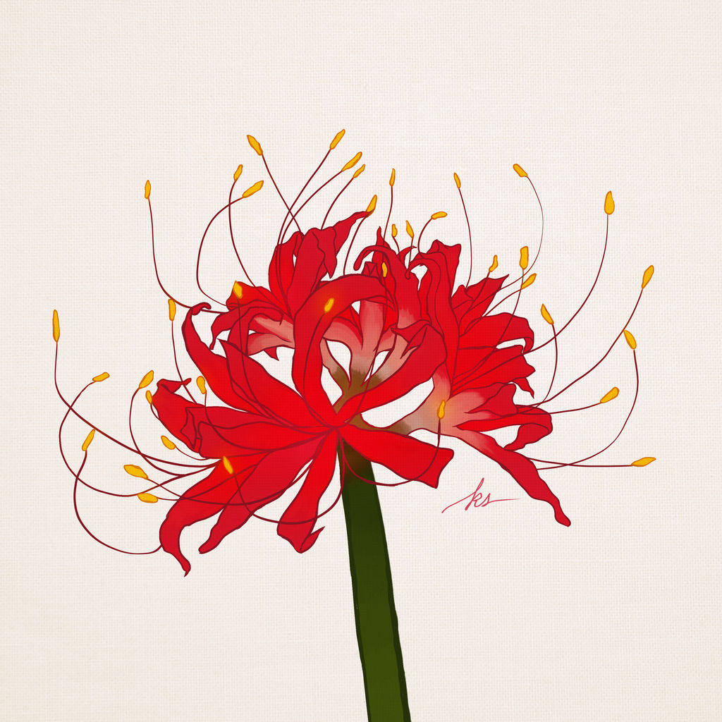 Lycoris Radiata by Scissors-n-Bacterias on DeviantArt