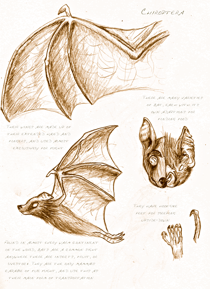 Detailed Bat Animal Study: Bat by Pax-Aquilo on DeviantArt