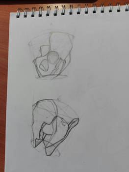 Pelvis study 2