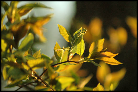 tree limb