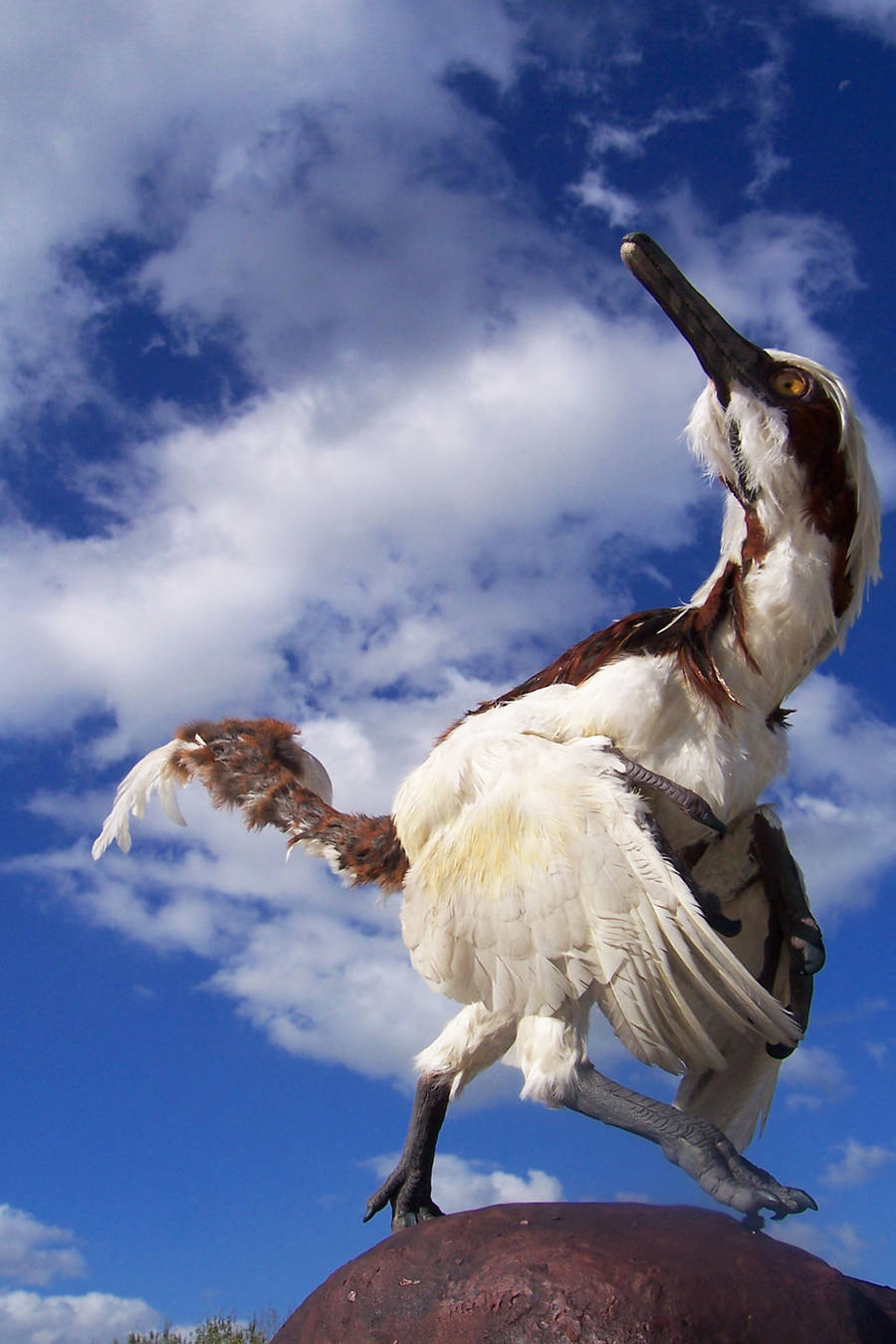 buitreraptor Gonzalezorum by Gonzalezaurus
