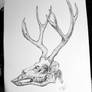 Deer skull study