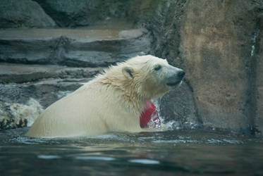 Baby Polar Bear XIX