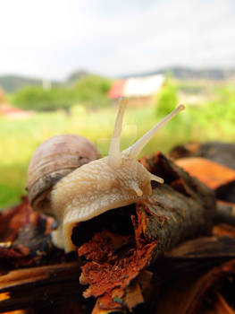 Snail