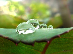 The four raindrops...