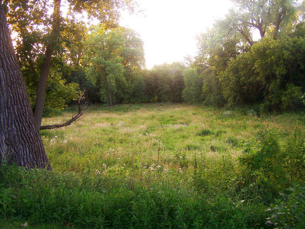 Forest Stock 1 by MGB-Stock