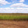 Corn Field Stock