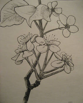 Flowering Tree Drawn