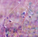 trought pink glasses by lichtfaengerin