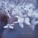 white wonderland flowers by lichtfaengerin