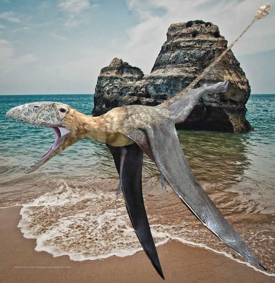 Pygocephalomorph Dimorphodon in beach by Paleo-reptiles on DeviantArt