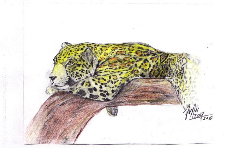 Otorongo jaguar