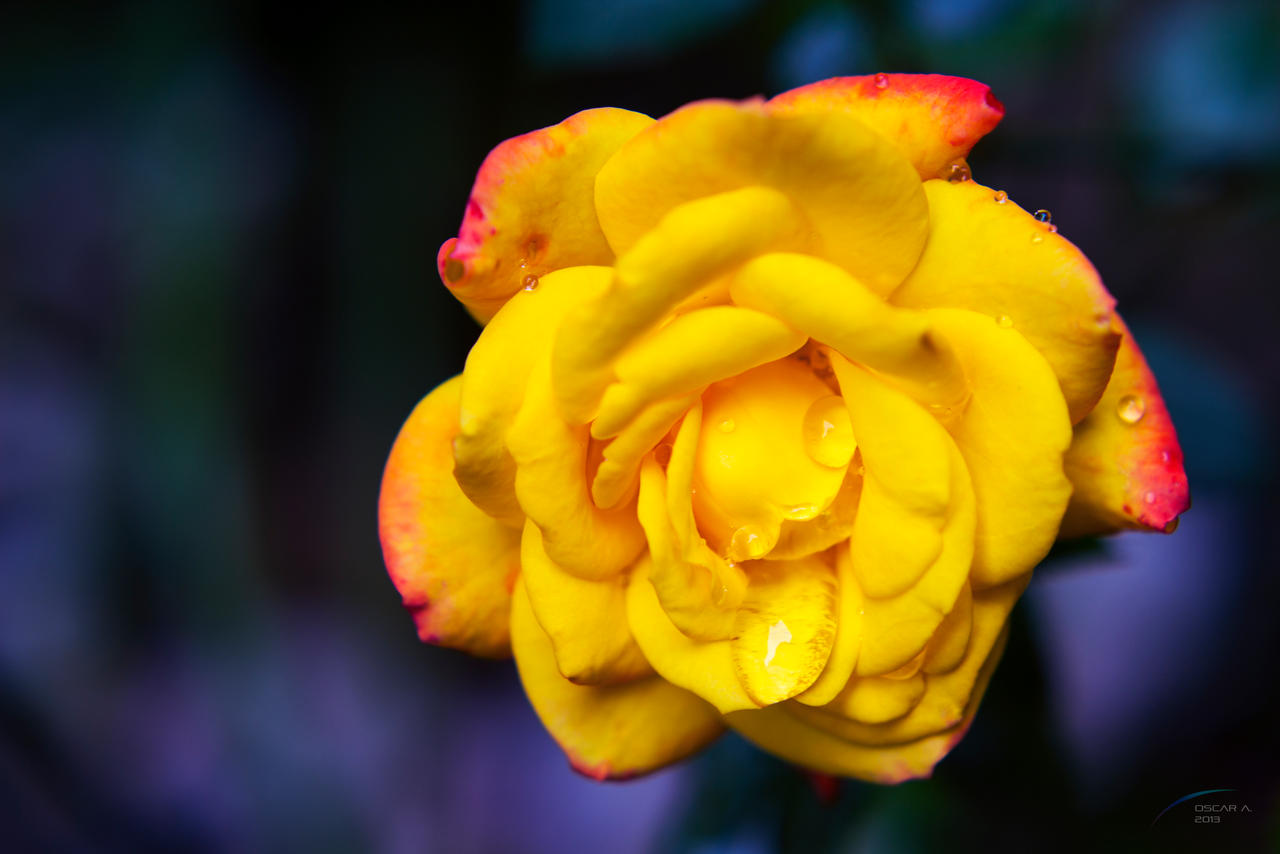 Yellow Rose