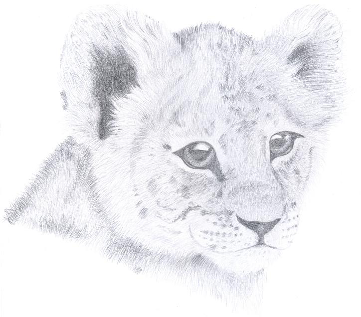 How To Draw A Lion Cub Face How To Draw A Lion Cub Face