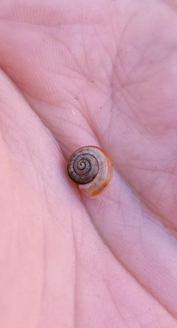Shell Swirl by CountryLover1997 on DeviantArt