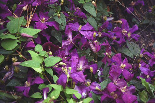 clematis