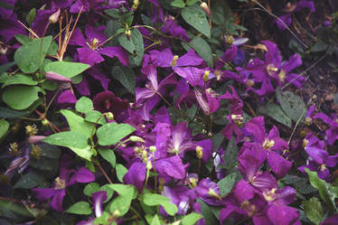 clematis