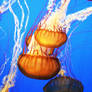 jellyfish V